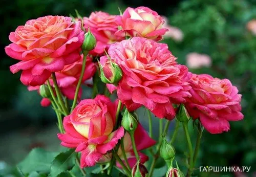 Роза Даск флорибунда, Imperial Rose