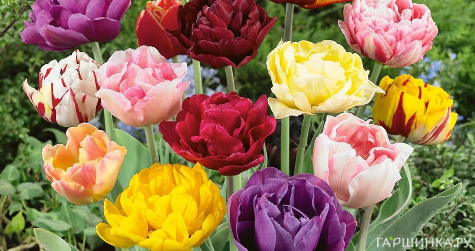 Тюльпаны махровые пионовидные МИКС 5шт