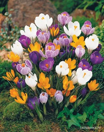 Крокус крупноцветковый Микс 10 шт