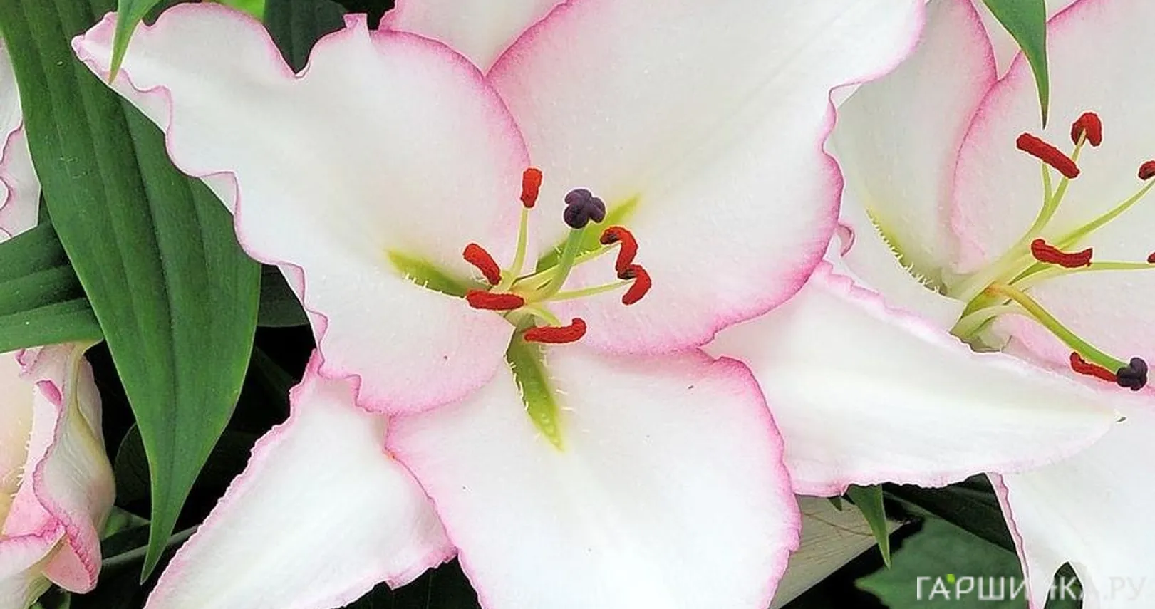 Лилия Миллесимо восточная /2 шт