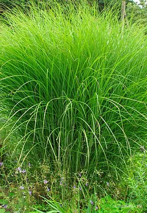 Мискантус Грацилимус