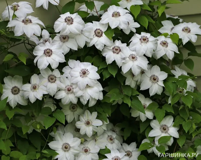 Клематис Мисс Бейтман крупноцветковый (2)
