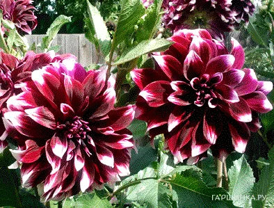 Георгина Мистери Дей декоративная