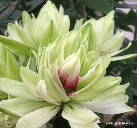 Лилия Мистери Дрим азиатская махровая 1шт