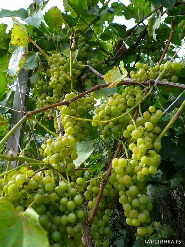 Виноград Московский устойчивый плодовый