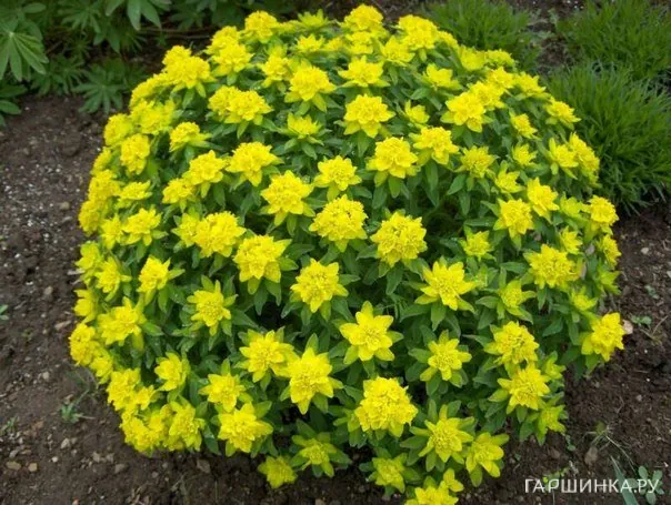 Молочай многоцветный