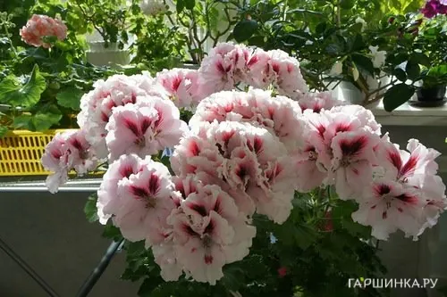 Пеларгония королевская Мона Лиза