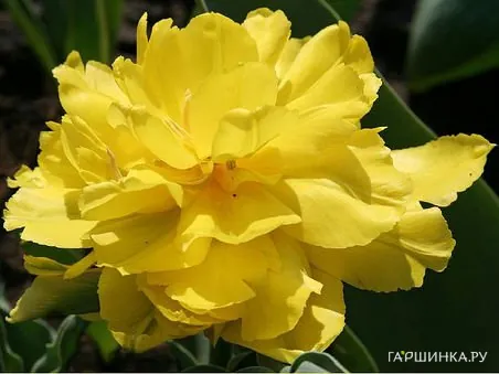 Тюльпан Монте Пеони  махровый 5шт.