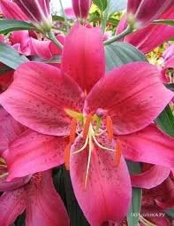 Лилия Монтезума восточная/2шт