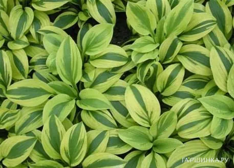 Хоста Moonsplit (ML)