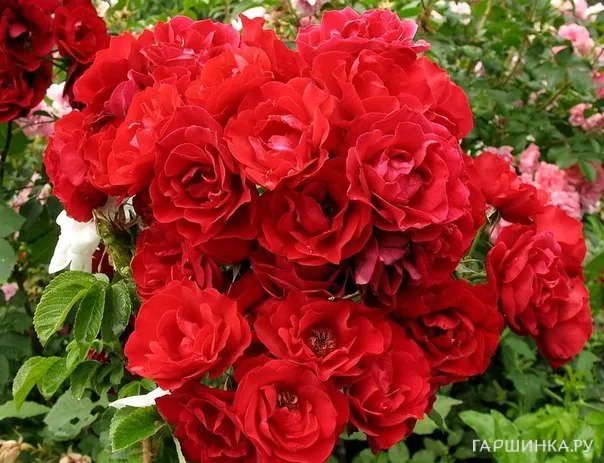 Роза Хоуп фо Хьюманити канадская парковая (лиц)