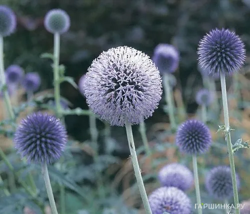 Мордовник обыкновенный Тэплоу Блю