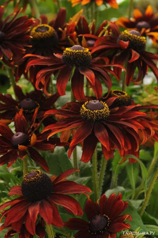 Рудбекия Морено