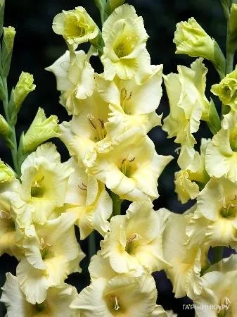 Гладиолус Деббиан 7шт.