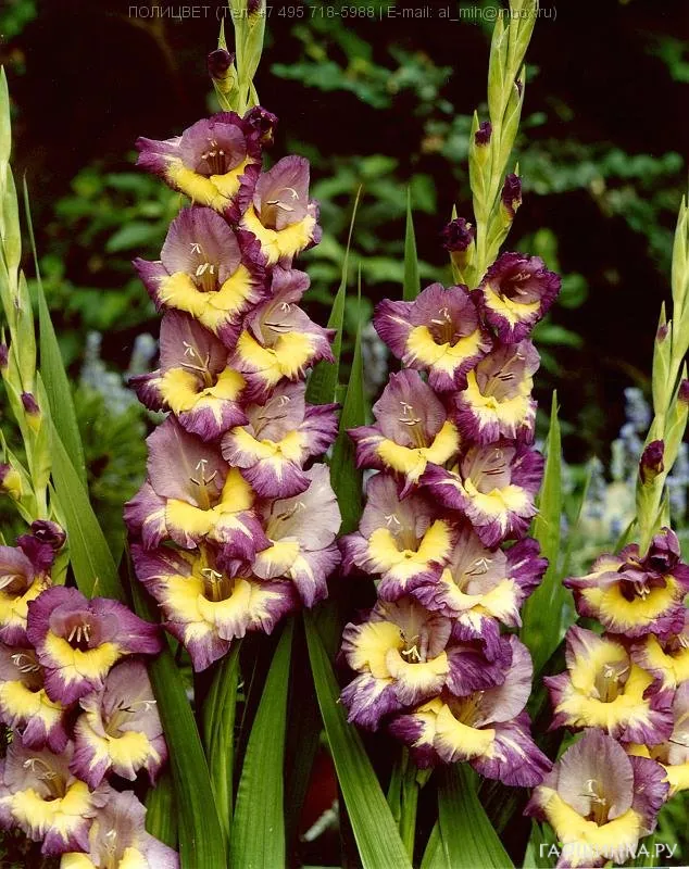 Гладиолус Динамит 5 шт