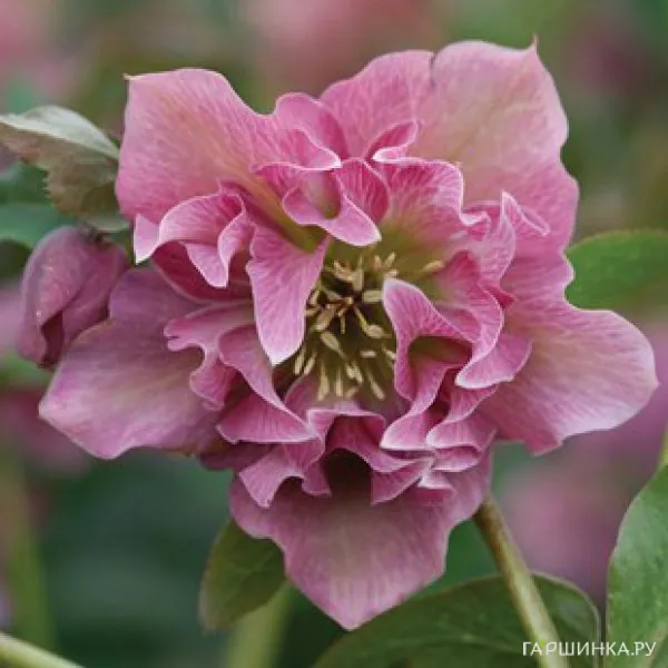 Морозник махровый Дабл Эллен Пинк