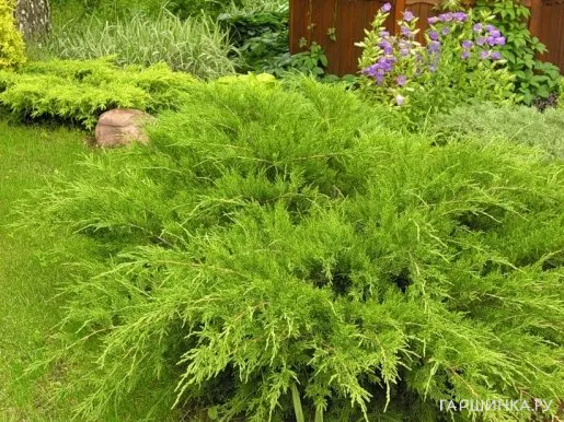 Можжевельник средний Минт Джулеп