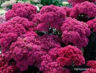 Очиток (седум) Мистер Гудбуд