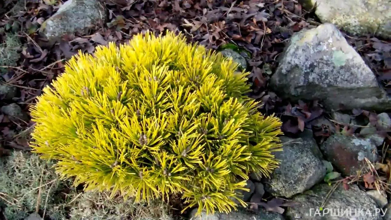 Сосна горная Mops Gold