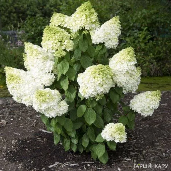 Гортензия Мэджикал Мунлайт (Волшебный лунный свет) метельчатая