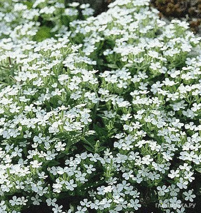 Мыльнянка White 3шт