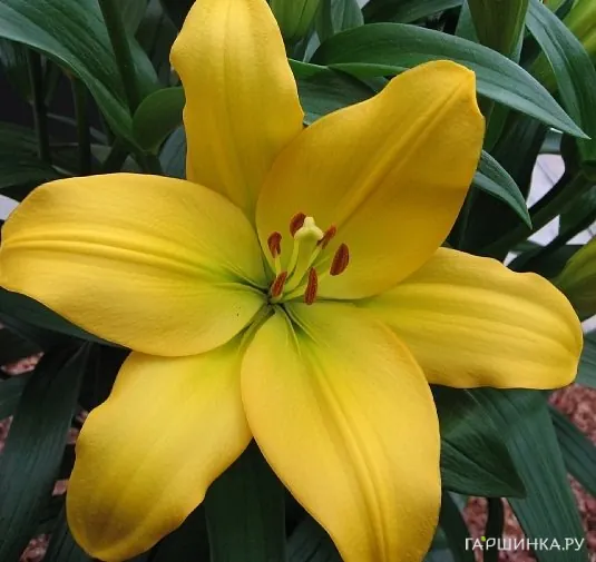 Лилия Нэшвилл ЛА-гибриды/2шт
