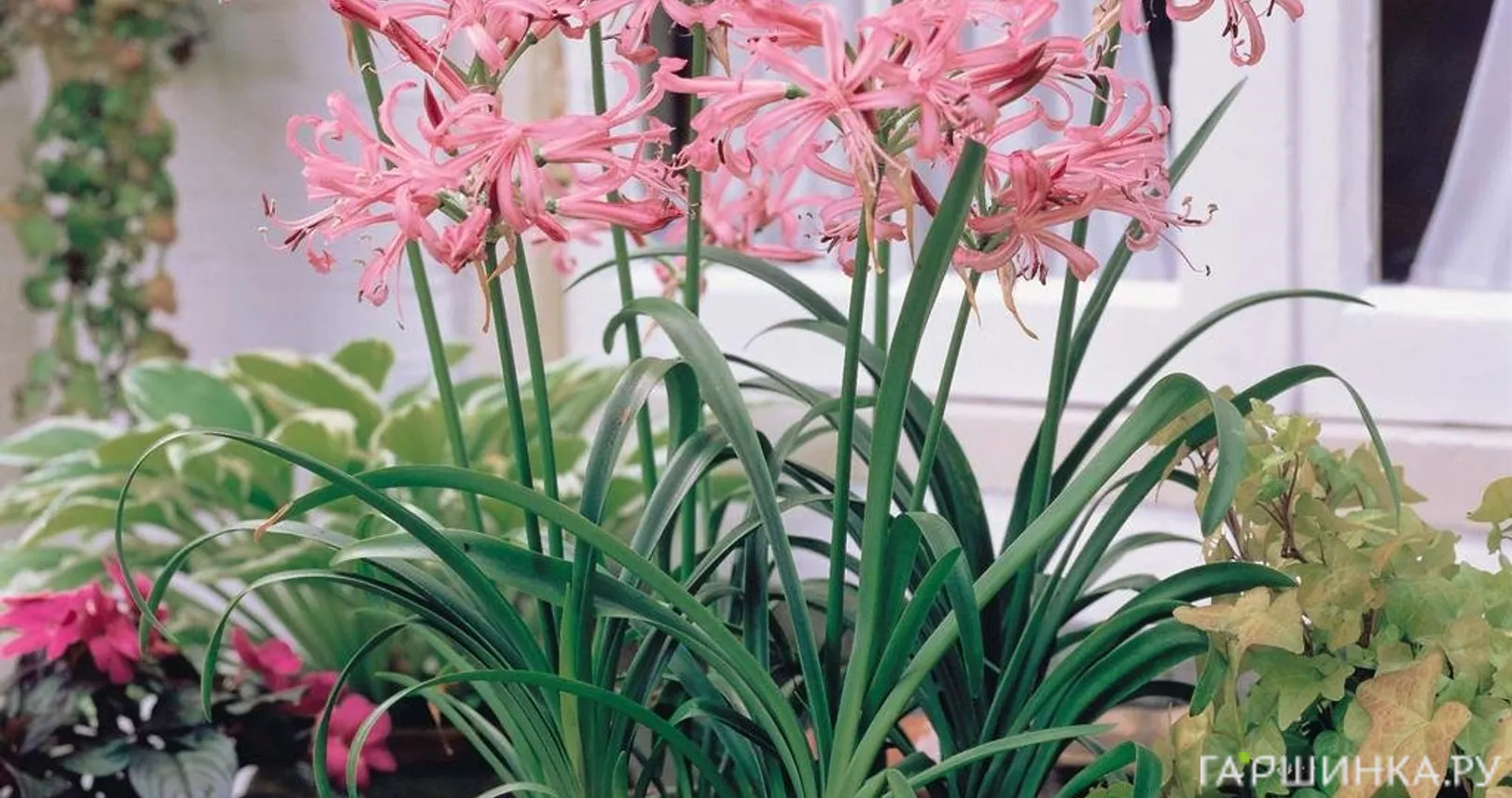 Нерине Боудени розовая