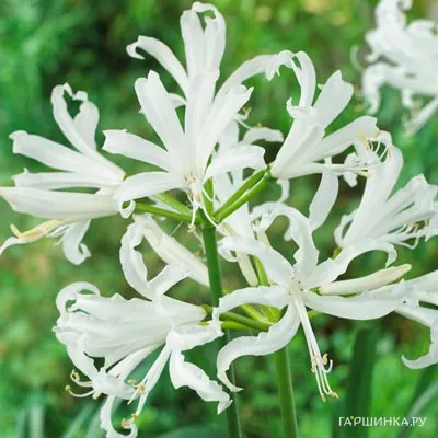 Нерине Боудени белая