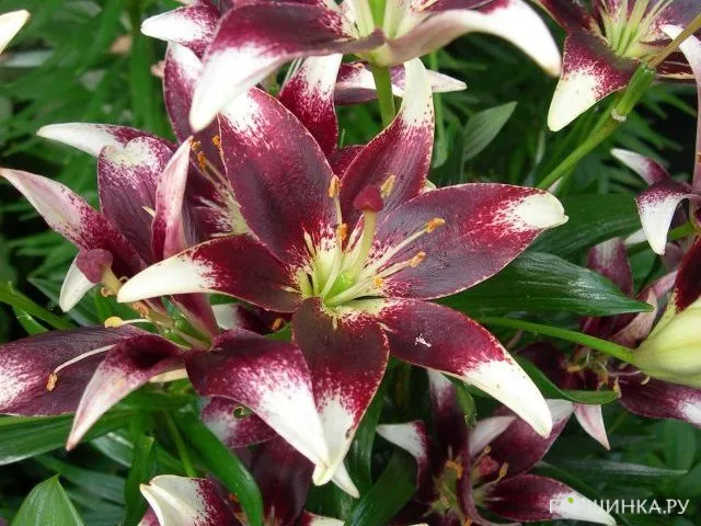 Лилия Неттис Прайд азиатская