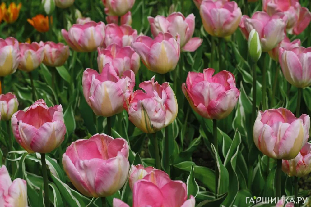 Тюльпан New Design Триумф 5шт