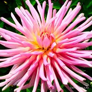 Георгина Нью Дименшион кактусовидная