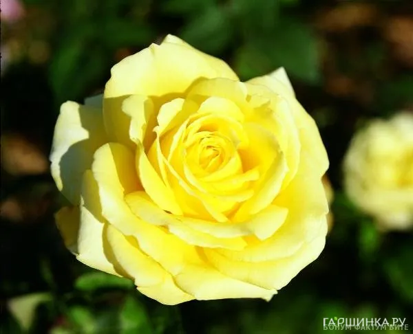 Роза Николя Уло чайно-гибридная, Топалович (лиц)