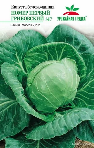Капуста Грибовский №1 147 белокочанная