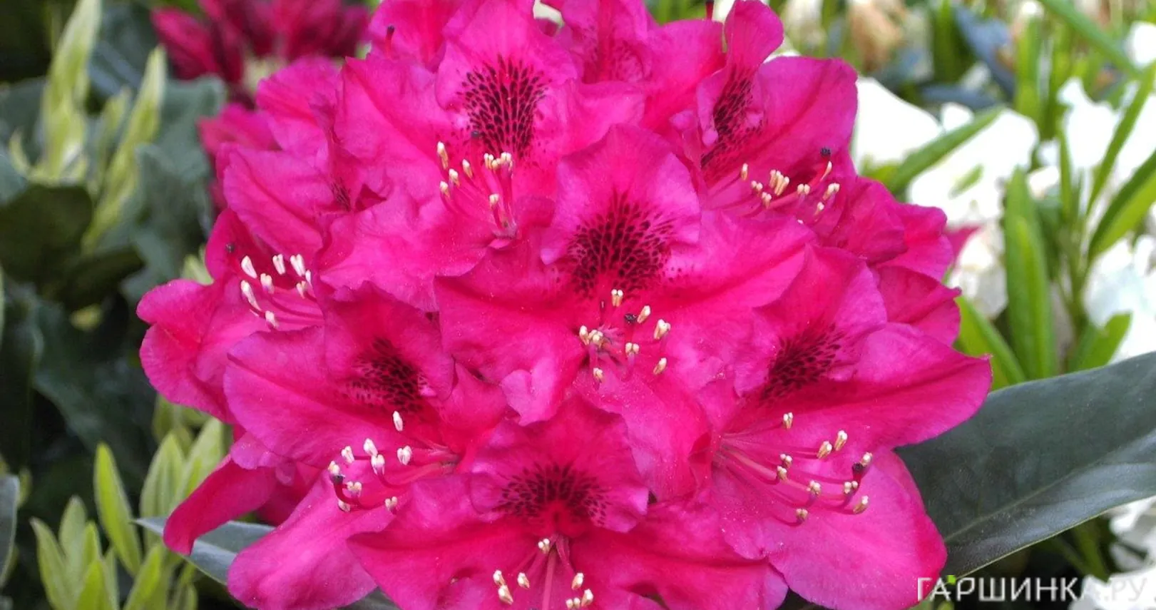 Рододендрон Нова Зембла гибридный