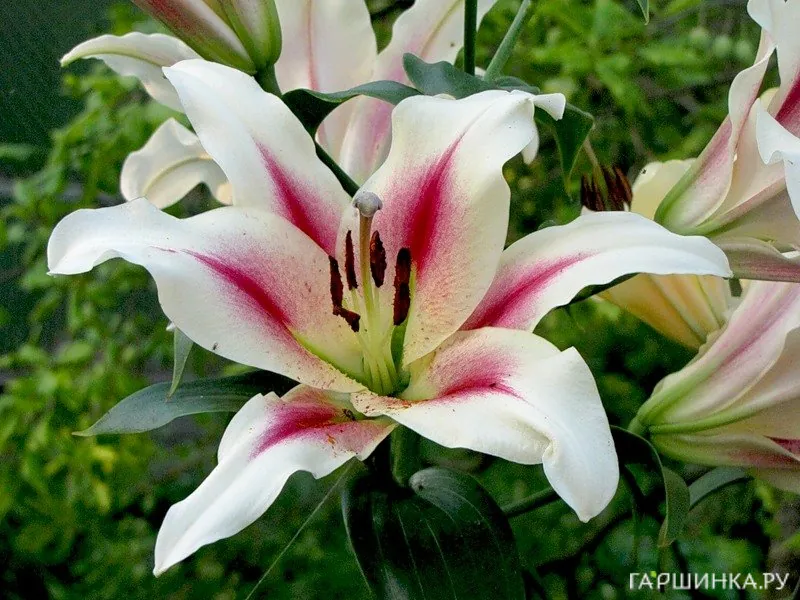 Лилия Нимф ОТ-гибрид