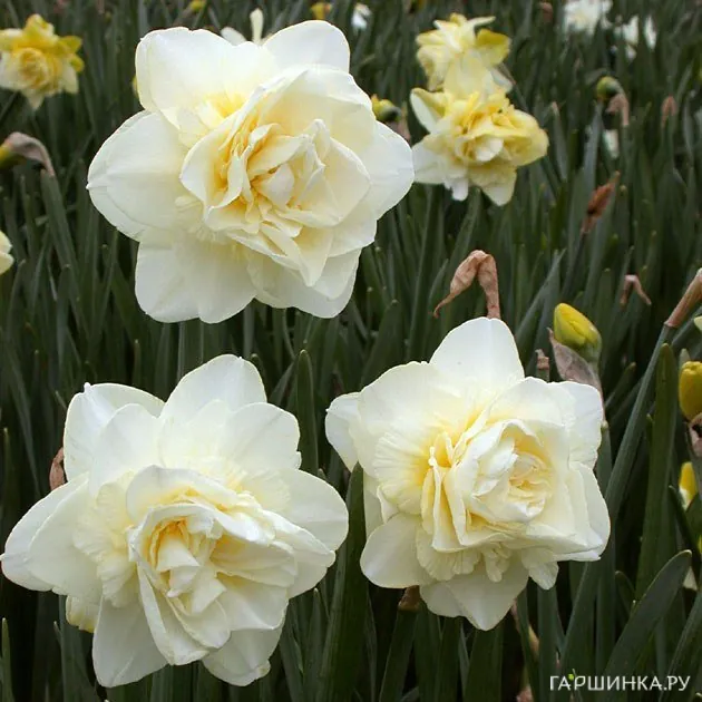 Нарцисс Обдам махровый 5шт