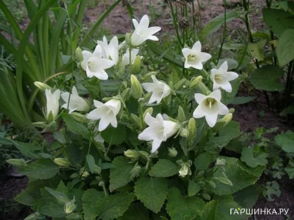 Колокольчик бледноохряный Мевр. ван Воленхове