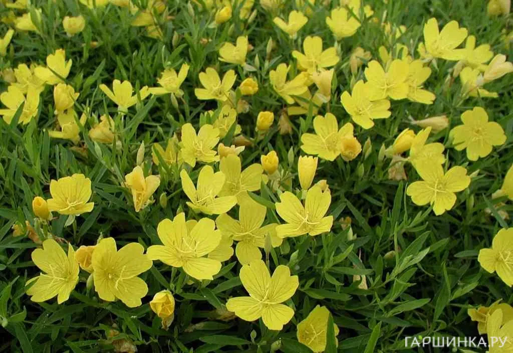 Энотера African Sun