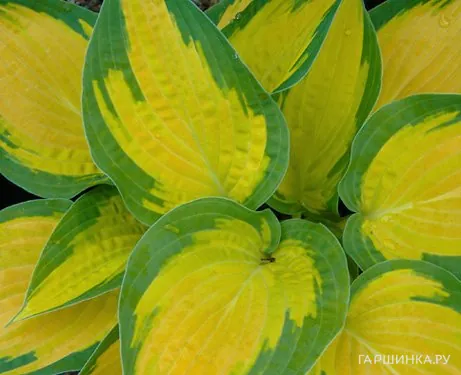 Хоста Оранж Мармелад (ML)