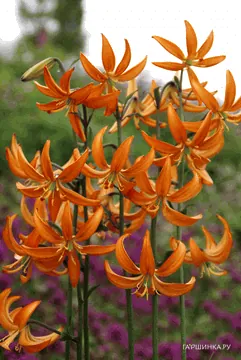 Лилия Оранж Мармелад кудреватая 1шт