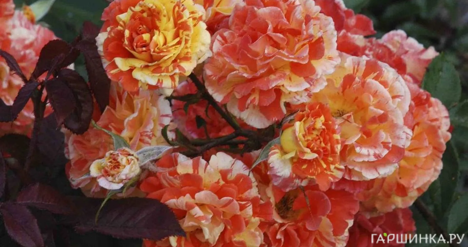 Роза Оранжес энд Лемонс флорибунда, Викс (лиц)