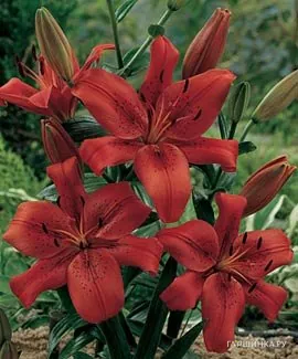 Лилия Ориджинал Лав ЛА-гибрид/2шт