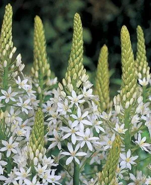 Птицемлечник White Giant белый 10шт.