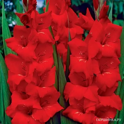 Гладиолус Оскар