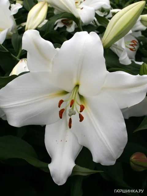 Лилия Овати ОТ-гибрид/2шт