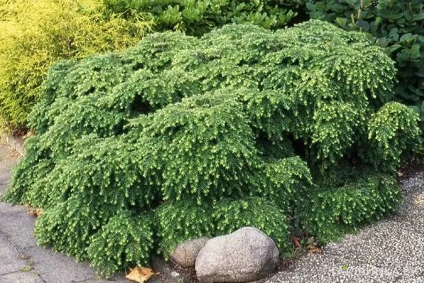 Тсуга Нана канадская