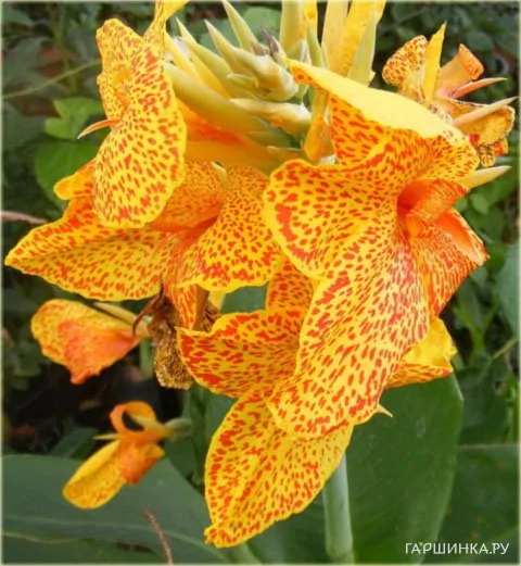 Канна Эн Авант