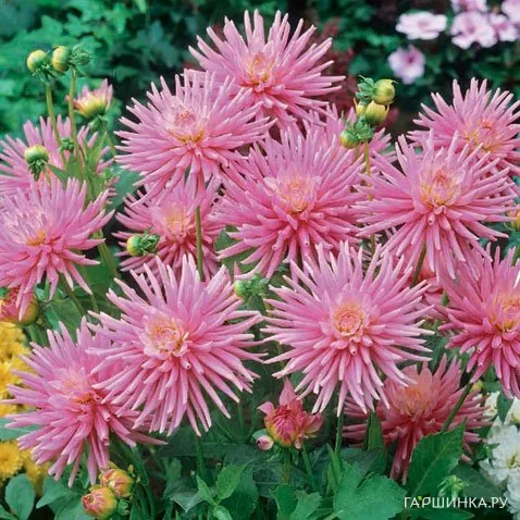 Георгина Парк Принцесс бордюрная