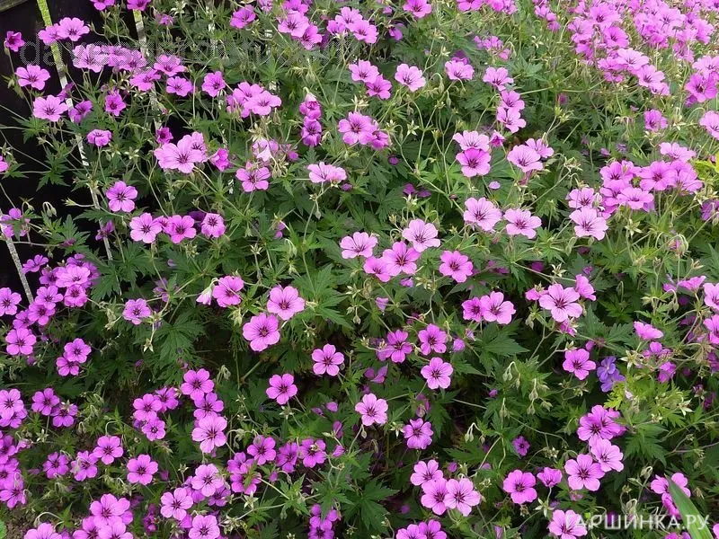 Герань садовая Патриция