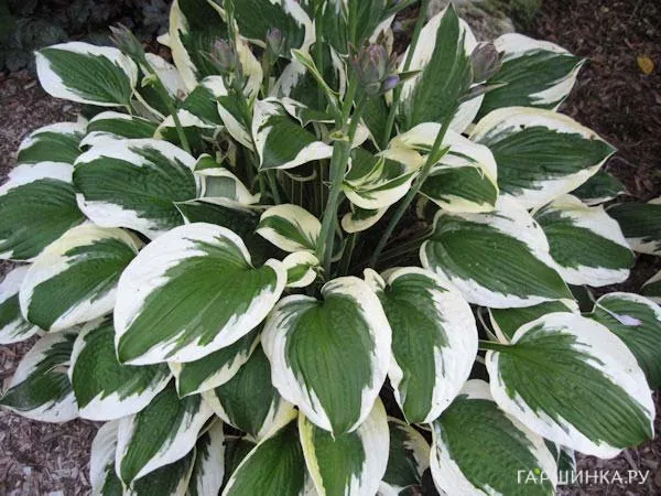 Хоста Патриот (M)